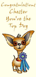 Personalised Pet Cards - Chihuahua Fawn 4